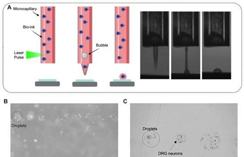 新技术可以成功3D打印活老鼠脑细胞